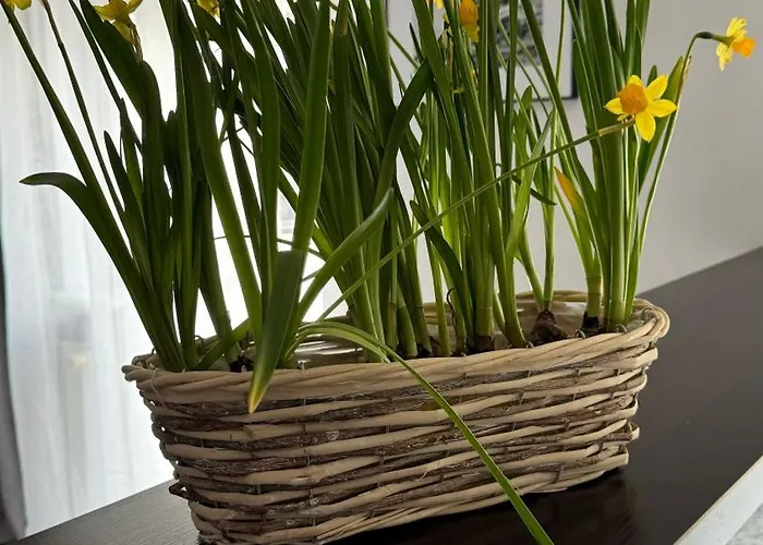 아파트 Rodzinny 코워브제크